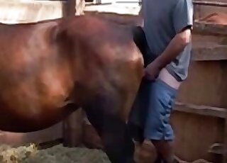 Horse sex zoo
